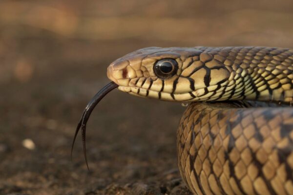 Indian Rat Snake