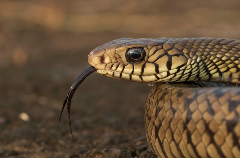 Indian Rat Snake