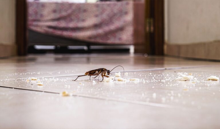 Effective Pest Control Services